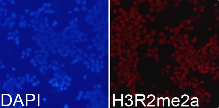 Immunocytochemistry/ Immunofluorescence - Anti-Histone H3 (asymmetric di methyl R2) antibody (AB194706)
