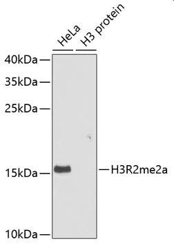 Western blot - Anti-Histone H3 (asymmetric di methyl R2) antibody (AB194706)