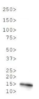 Western blot - Anti-Histone H3 (asymmetric di methyl R2) antibody (AB272137)