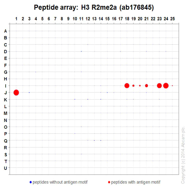 Peptide Array - Anti-Histone H3 (asymmetric di methyl R2) antibody [EPR17705] (AB176845)