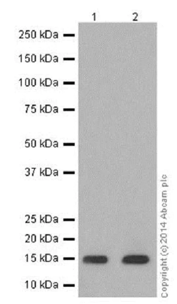 Western blot - Anti-Histone H3 (asymmetric di methyl R2) antibody [EPR17705] - BSA and Azide free (AB249933)
