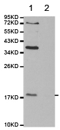 Western blot - Anti-Histone H3 (asymmetric di methyl R26) antibody (AB194679)