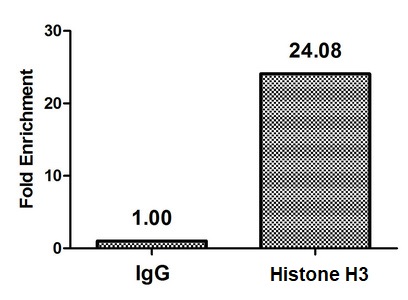 ChIP - Anti-Histone H3 (beta-hydroxybutyryl K23) antibody (AB241460), expandable thumbnail