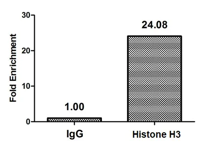 ChIP - Anti-Histone H3 (beta-hydroxybutyryl K23) antibody (AB241460)