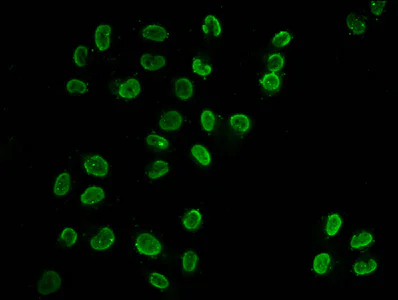 Immunocytochemistry/ Immunofluorescence - Anti-Histone H3 (butyryl K18) antibody (AB241458)