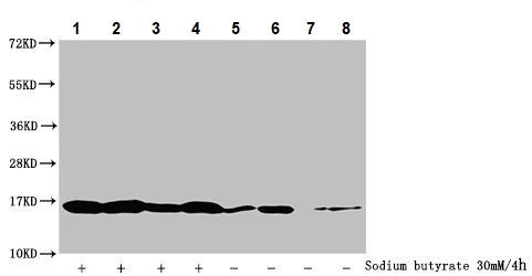 Western blot - Anti-Histone H3 (butyryl K18) antibody (AB241458)