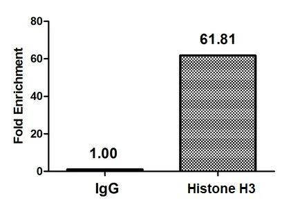 ChIP - Anti-Histone H3 (butyryl K23) antibody (AB241465)