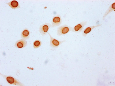 Immunocytochemistry - Anti-Histone H3 (butyryl K23) antibody (AB241465)