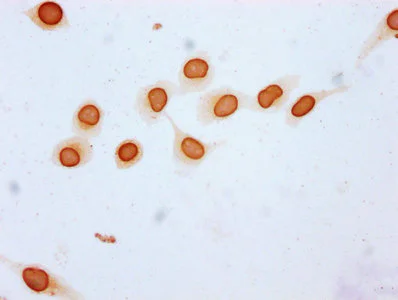 Immunocytochemistry - Anti-Histone H3 (butyryl K23) antibody (AB241465)