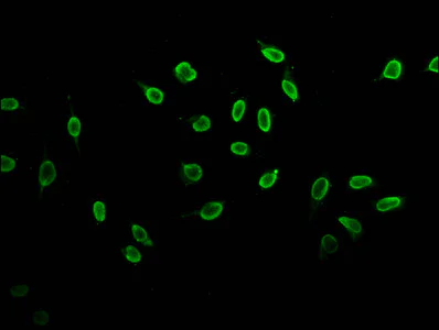 Immunocytochemistry/ Immunofluorescence - Anti-Histone H3 (butyryl K23) antibody (AB241465)
