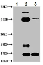 Immunoprecipitation - Anti-Histone H3 (butyryl K23) antibody (AB241465)