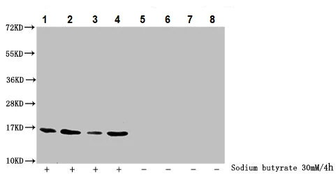 Western blot - Anti-Histone H3 (butyryl K23) antibody (AB241465)