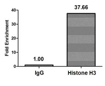 ChIP - Anti-Histone H3 (butyryl K27) antibody (AB241464)