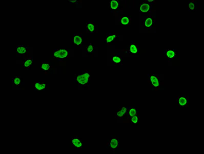 Immunocytochemistry/ Immunofluorescence - Anti-Histone H3 (butyryl K27) antibody (AB241464)