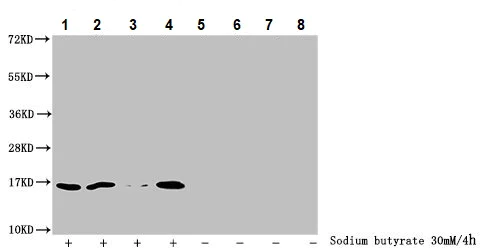 Western blot - Anti-Histone H3 (butyryl K27) antibody (AB241464)