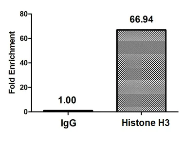 ChIP - Anti-Histone H3 (butyryl K9) antibody (AB241248)