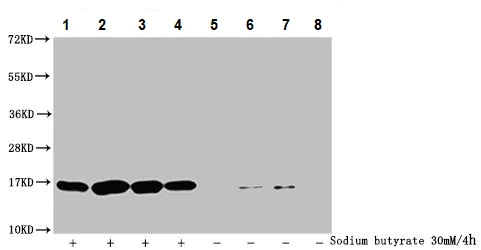 Western blot - Anti-Histone H3 (butyryl K9) antibody (AB241248)