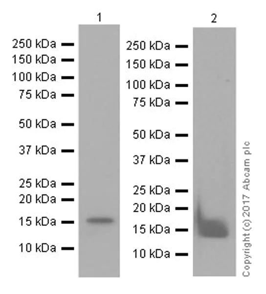 Western blot - Anti-Histone H3 (citrulline R17) antibody [EPR20358-120] (AB219407)