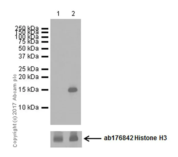 Western blot - Anti-Histone H3 (citrulline R17) antibody [EPR20358-120] (AB219407)