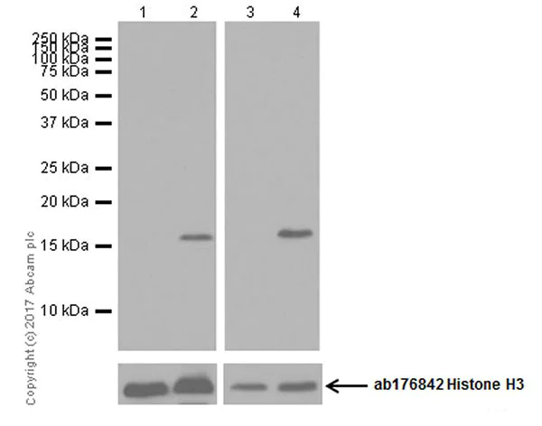 Western blot - Anti-Histone H3 (citrulline R17) antibody [EPR20358-120] (AB219407)
