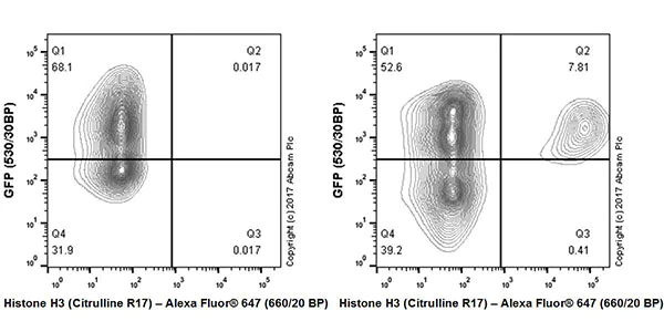 Flow Cytometry (Intracellular) - Anti-Histone H3 (citrulline R17) antibody [EPR20358-120] - BSA and Azide free (AB232938)