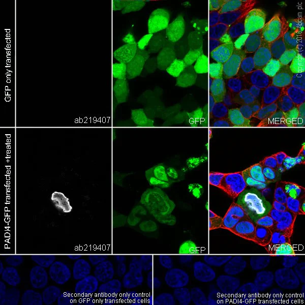Immunocytochemistry/ Immunofluorescence - Anti-Histone H3 (citrulline R17) antibody [EPR20358-120] - BSA and Azide free (AB232938)