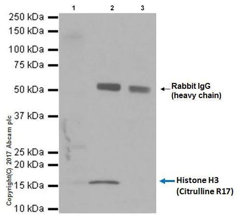 Immunoprecipitation - Anti-Histone H3 (citrulline R17) antibody [EPR20358-120] - BSA and Azide free (AB232938)