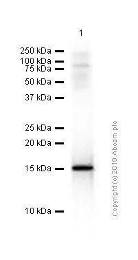 Western blot - Anti-Histone H3 (citrulline R17) antibody [EPR20358-120] - BSA and Azide free (AB232938)