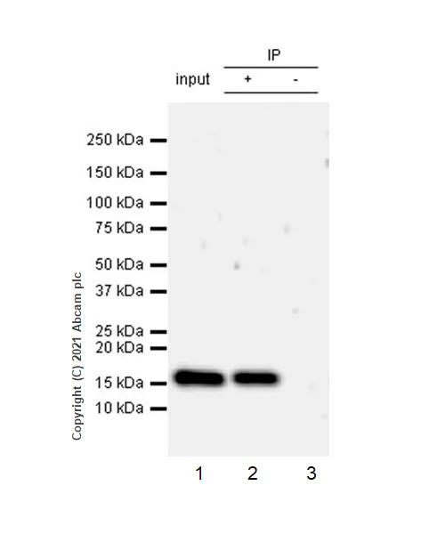 Immunoprecipitation - Anti-Histone H3 (citrulline R2) antibody [EPR17703] (AB176843)