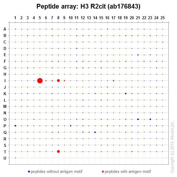 Peptide Array - Anti-Histone H3 (citrulline R2) antibody [EPR17703] (AB176843)