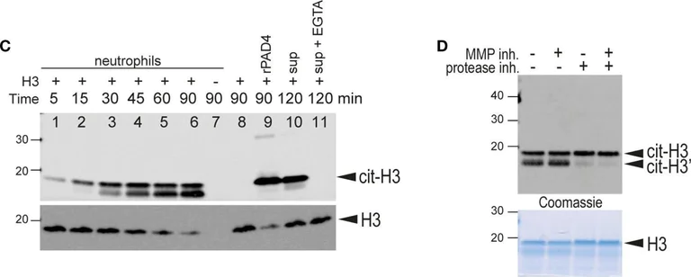 Western blot - Anti-Histone H3 (citrulline R2) antibody [EPR17703] (AB176843)