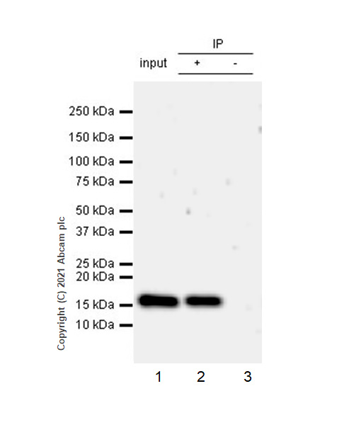 Immunoprecipitation - Anti-Histone H3 (citrulline R2) antibody [EPR17703] - BSA and Azide free (AB203954), expandable thumbnail