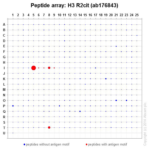 Peptide Array - Anti-Histone H3 (citrulline R2) antibody [EPR17703] - BSA and Azide free (AB203954), expandable thumbnail