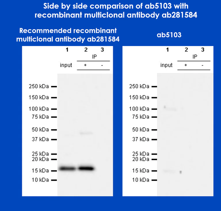 Immunoprecipitation - Anti-Histone H3 (citrulline R2 + R8 + R17) antibody (AB5103)