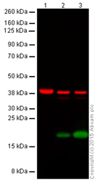 Western blot - Anti-Histone H3 (citrulline R2 + R8 + R17) antibody (AB5103)