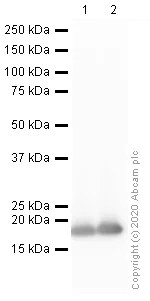 Western blot - Anti-Histone H3 (citrulline R2 + R8 + R17) antibody (AB5103)