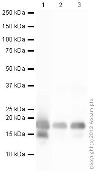 Western blot - Anti-Histone H3 (citrulline R2 + R8 + R17) antibody (AB5103)