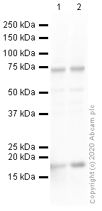 Western blot - Anti-Histone H3 (citrulline R2 + R8 + R17) antibody (AB5103)