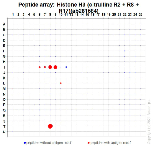 Peptide Array - Anti-Histone H3 (citrulline R2 + R8 + R17) antibody [RM1001] (AB281584)