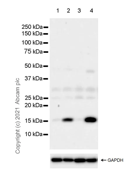 Western blot - Anti-Histone H3 (citrulline R2 + R8 + R17) antibody [RM1001] (AB281584)