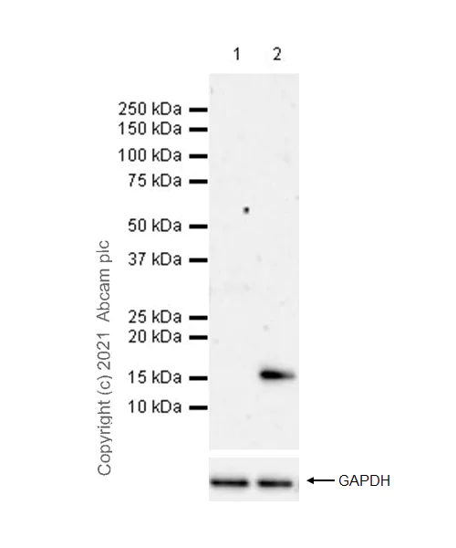 Western blot - Anti-Histone H3 (citrulline R2 + R8 + R17) antibody [RM1001] (AB281584)