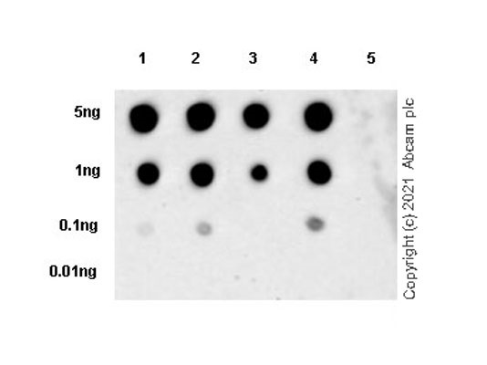 Anti-Histone H3 (citrulline R2 + R8 + R17) antibody [RM1001 Anti-Histone H3 (citrulline R2 + R8 + R17) antibody [RM1001