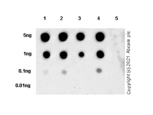 Dot Blot - Anti-Histone H3 (citrulline R2 + R8 + R17) antibody [RM1001] - BSA and Azide free (AB283863)