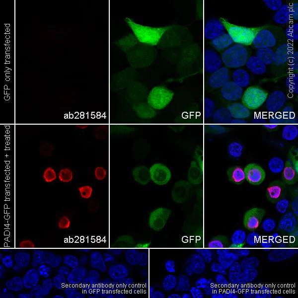 Immunocytochemistry/ Immunofluorescence - Anti-Histone H3 (citrulline R2 + R8 + R17) antibody [RM1001] - BSA and Azide free (AB283863)