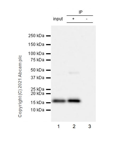 Anti-Histone H3 (citrulline R2 + R8 + R17) antibody [RM1001 Anti-Histone H3 (citrulline R2 + R8 + R17) antibody [RM1001