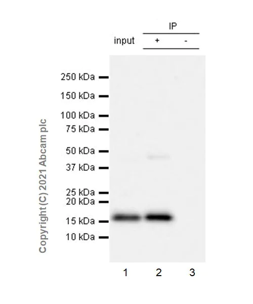 Immunoprecipitation - Anti-Histone H3 (citrulline R2 + R8 + R17) antibody [RM1001] - BSA and Azide free (AB283863)