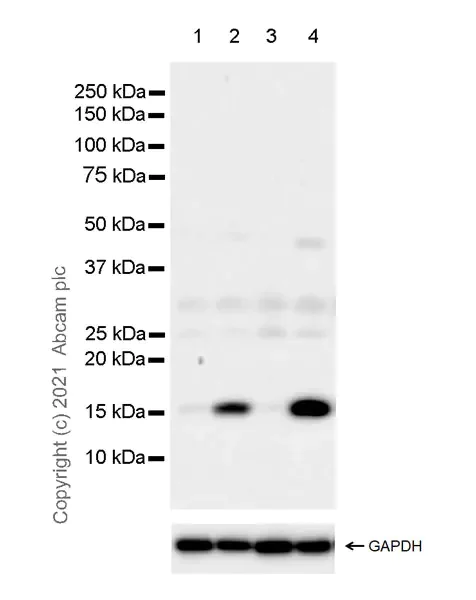 Western blot - Anti-Histone H3 (citrulline R2 + R8 + R17) antibody [RM1001] - BSA and Azide free (AB283863)