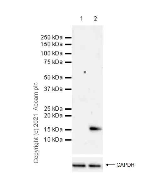 Western blot - Anti-Histone H3 (citrulline R2 + R8 + R17) antibody [RM1001] - BSA and Azide free (AB283863)