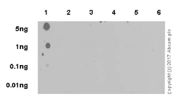 Dot Blot - Anti-Histone H3 (citrulline R26) antibody [EPR20606] (AB212082)