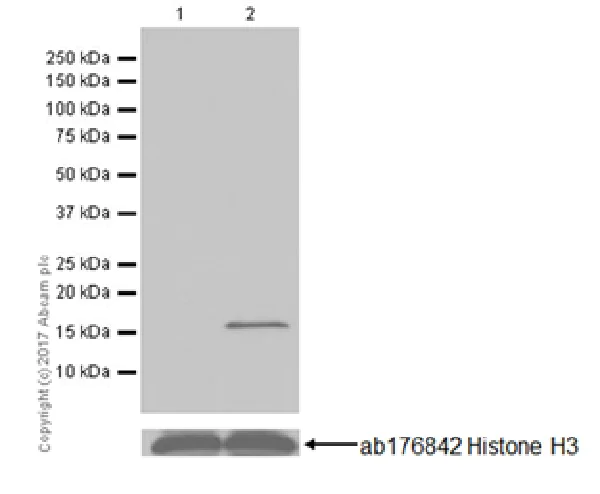 Western blot - Anti-Histone H3 (citrulline R26) antibody [EPR20606] (AB212082)
